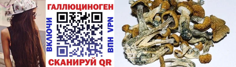 Галлюциногенные грибы GOLDEN TEACHER  Купить закладки  Таштагол 